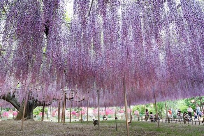 Acid Picdump (138 pics)