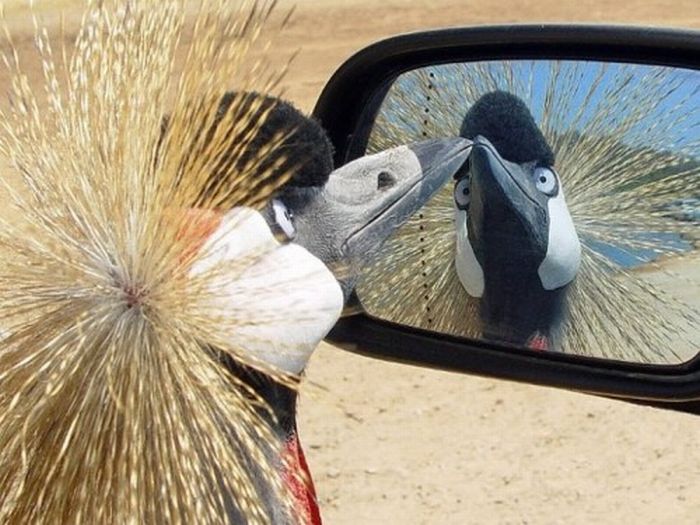 Acid Picdump (138 pics)