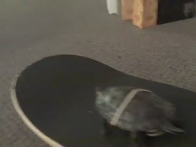 Turtle on a Skateboard