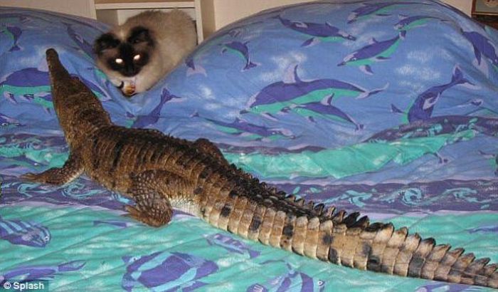 Dangerous Pet (8 pics)