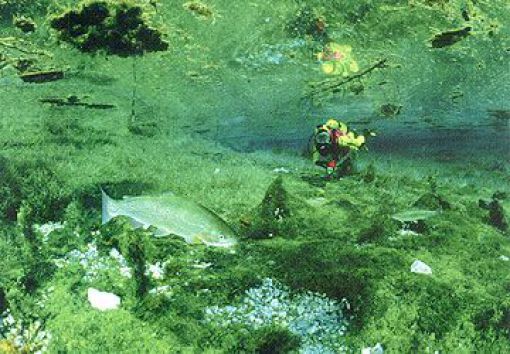 Beautiful Underwater Meadow (28 pics + 1 video)