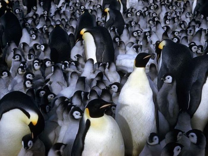 Acid Picdump (134 pics)