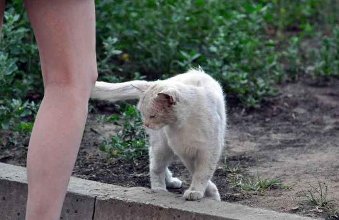 Acid Picdump (134 pics)