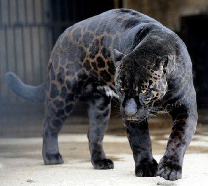 Acid Picdump (134 pics)