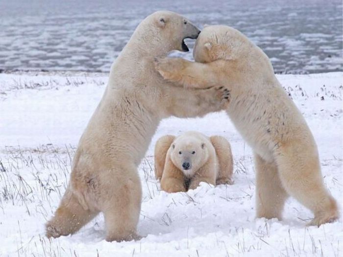 Acid Picdump (134 pics)