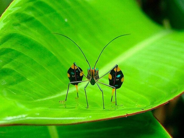 Acid Picdump (134 pics)