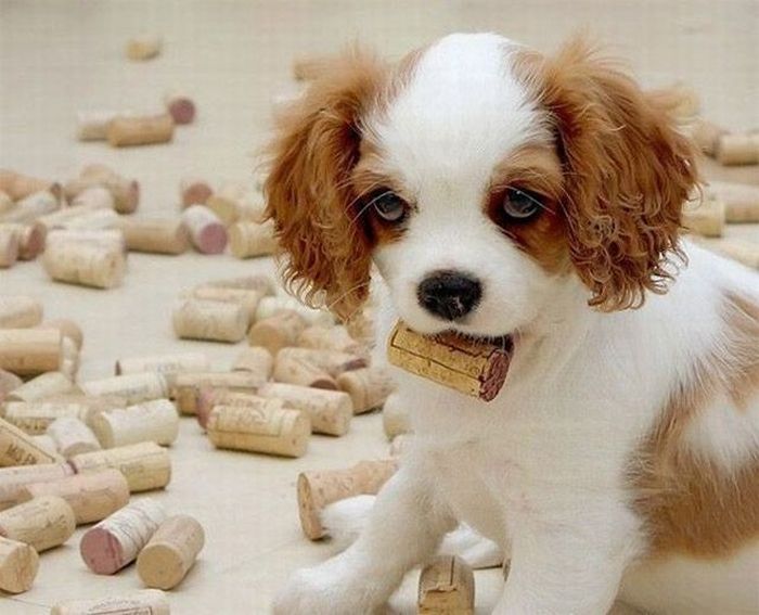 Acid Picdump (134 pics)