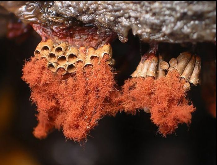 Beautiful Shrooms (63 pics)