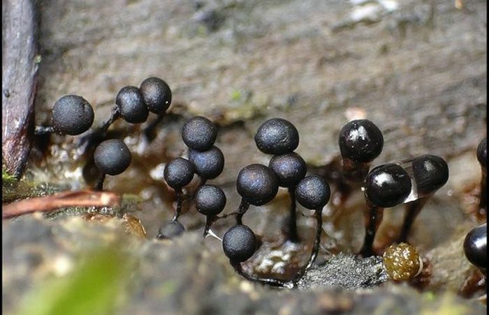 Beautiful Shrooms (63 pics)