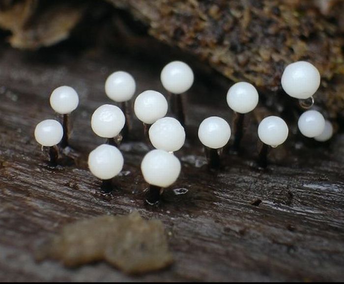 Beautiful Shrooms (63 pics)