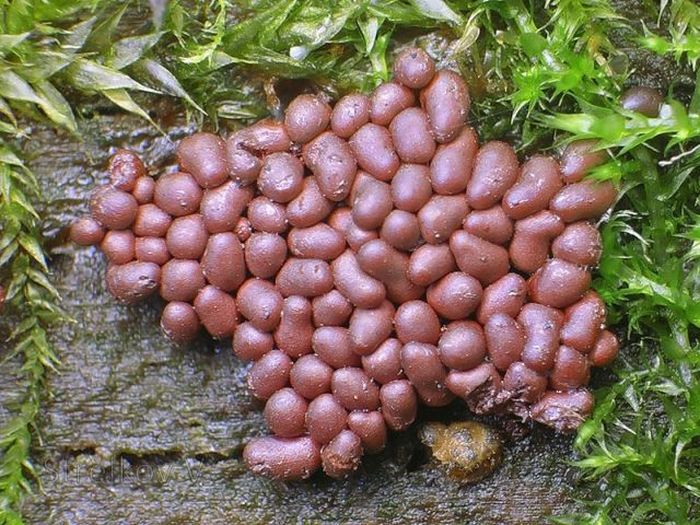 Beautiful Shrooms (63 pics)