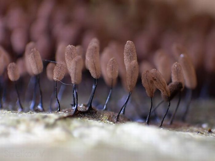 Beautiful Shrooms (63 pics)