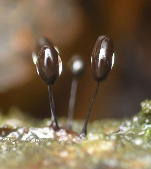 Beautiful Shrooms (63 pics)