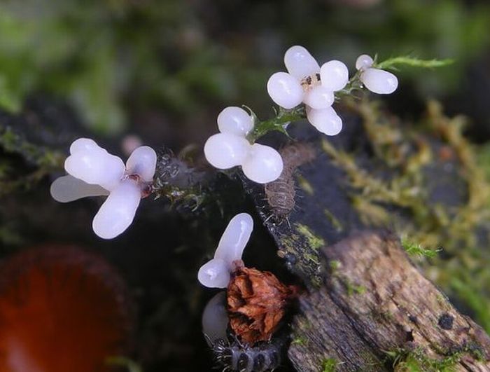 Beautiful Shrooms (63 pics)