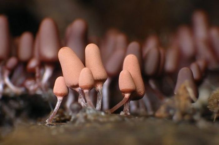 Beautiful Shrooms (63 pics)