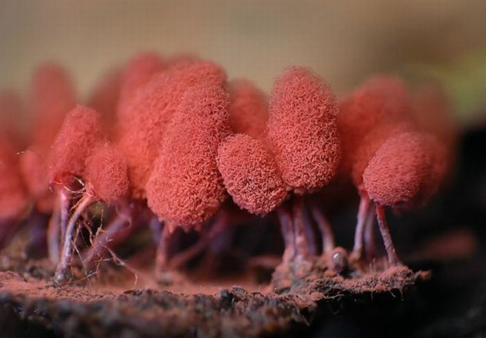 Beautiful Shrooms (63 pics)