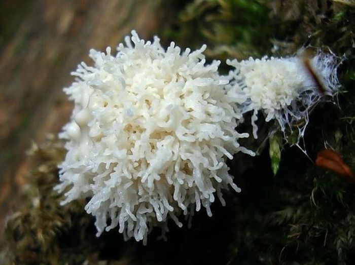 Beautiful Shrooms (63 pics)