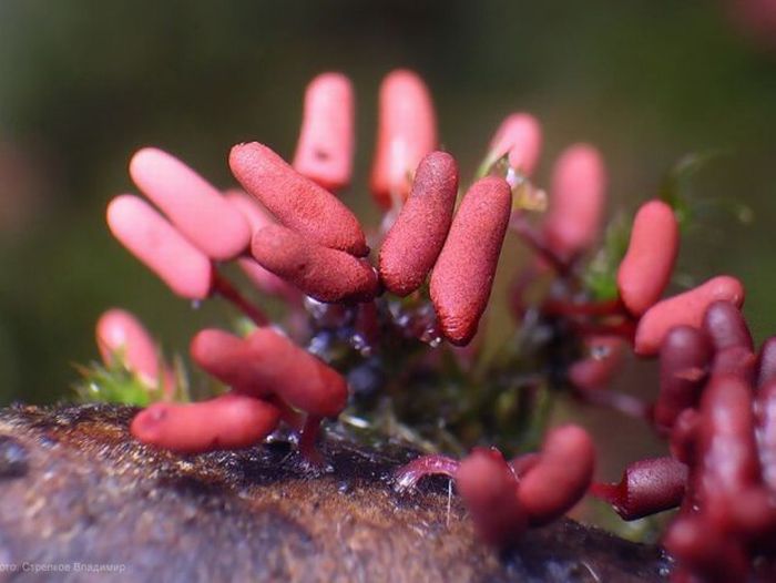 Beautiful Shrooms (63 pics)