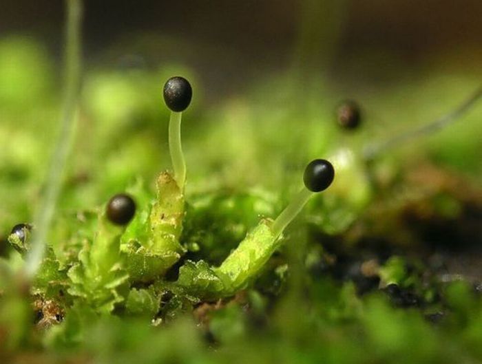 Beautiful Shrooms (63 pics)
