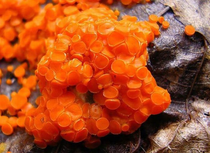 Beautiful Shrooms (63 pics)