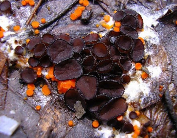 Beautiful Shrooms (63 pics)