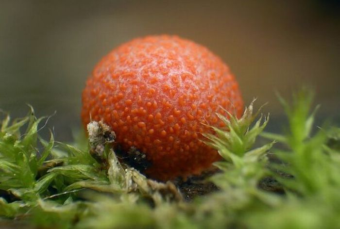 Beautiful Shrooms (63 pics)