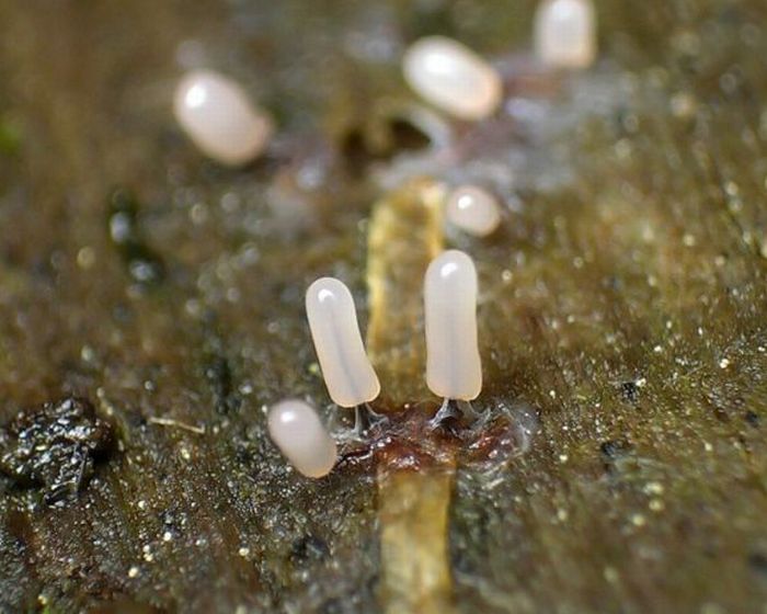 Beautiful Shrooms (63 pics)