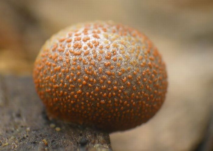 Beautiful Shrooms (63 pics)