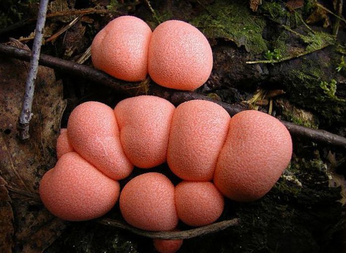 Beautiful Shrooms (63 pics)