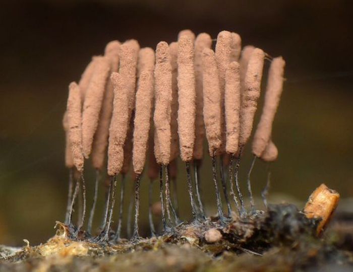 Beautiful Shrooms (63 pics)