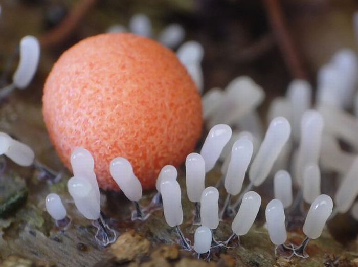 Beautiful Shrooms (63 pics)