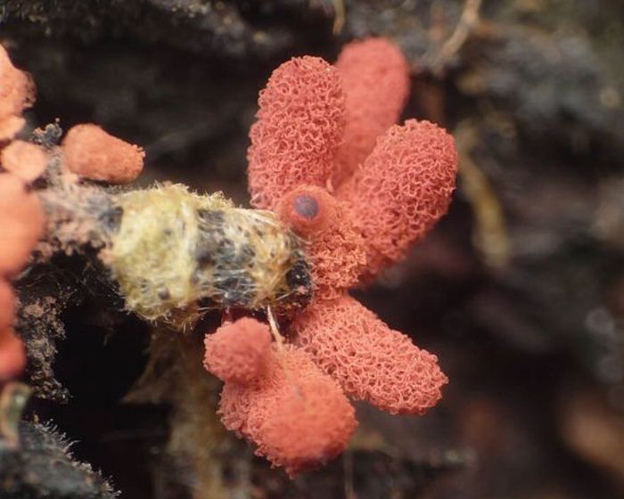 Beautiful Shrooms (63 pics)