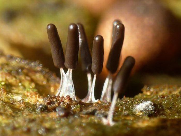 Beautiful Shrooms (63 pics)