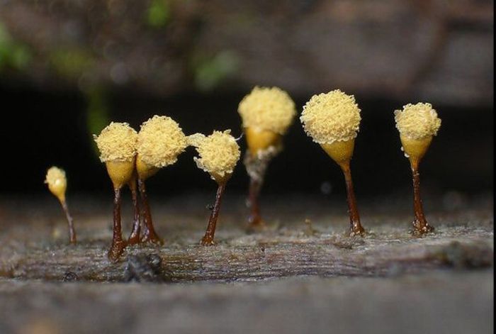 Beautiful Shrooms (63 pics)