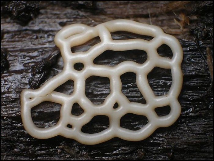 Beautiful Shrooms (63 pics)
