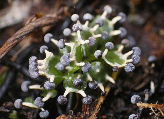 Beautiful Shrooms (63 pics)
