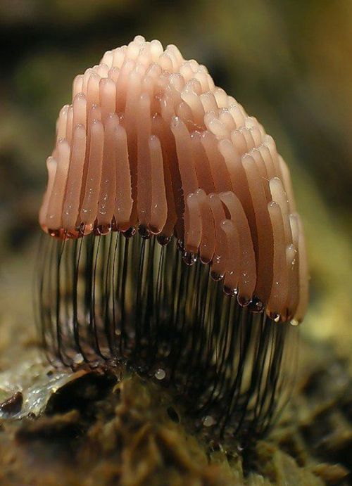 Beautiful Shrooms (63 pics)