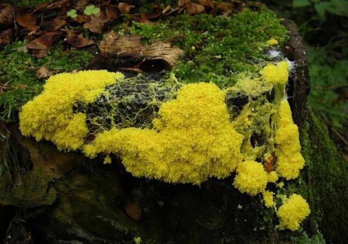 Beautiful Shrooms (63 pics)
