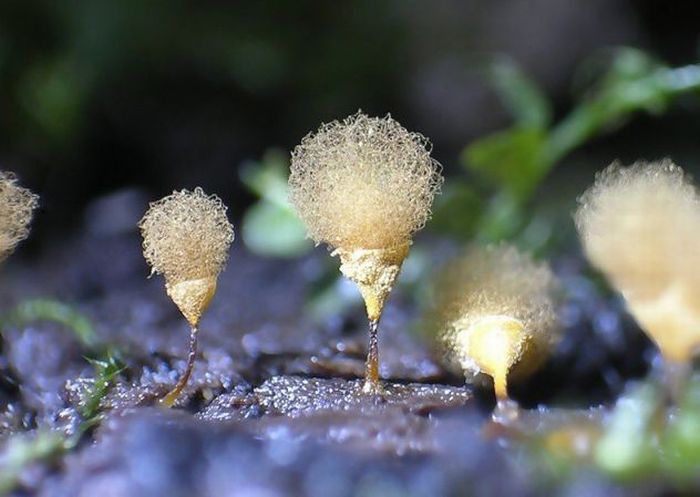 Beautiful Shrooms (63 pics)