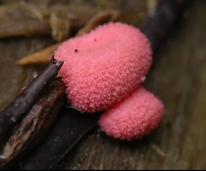 Beautiful Shrooms (63 pics)