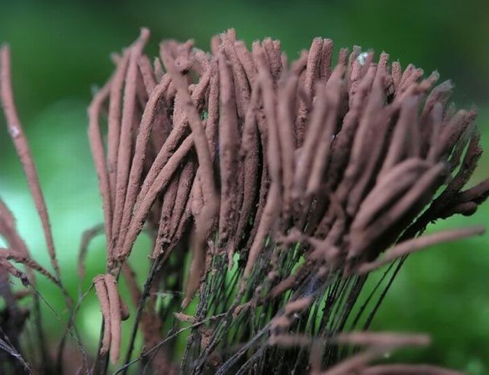 Beautiful Shrooms (63 pics)