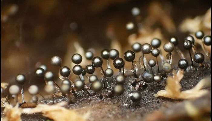 Beautiful Shrooms (63 pics)