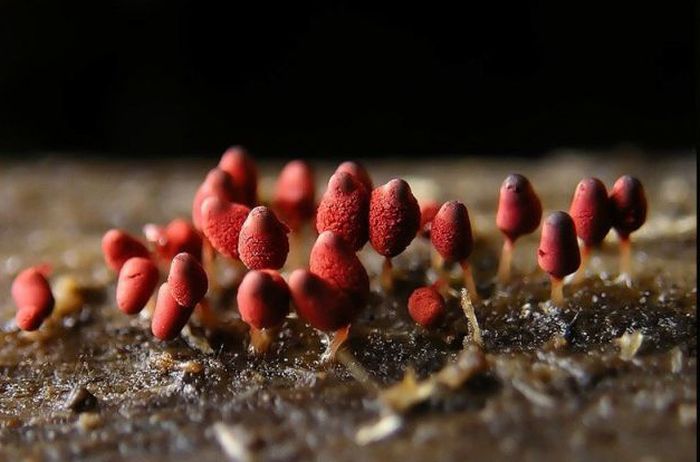 Beautiful Shrooms (63 pics)