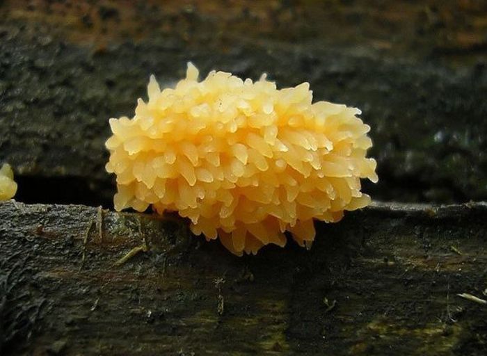 Beautiful Shrooms (63 pics)