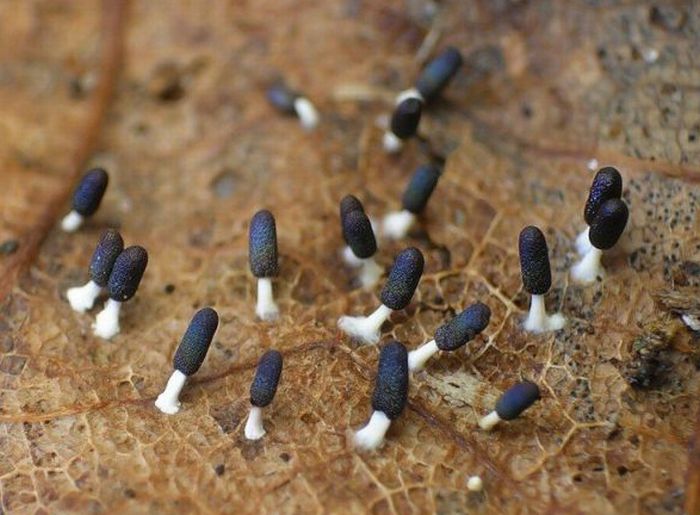 Beautiful Shrooms (63 pics)