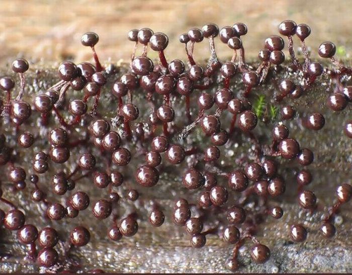 Beautiful Shrooms (63 pics)