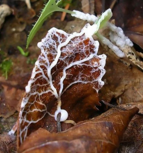 Beautiful Shrooms (63 pics)