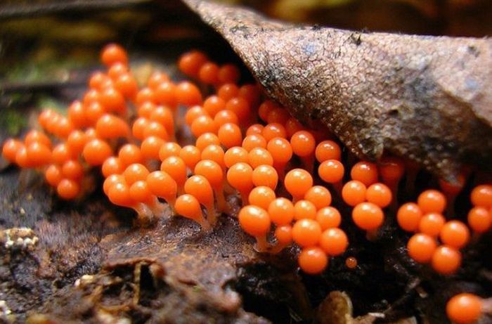 Beautiful Shrooms (63 pics)