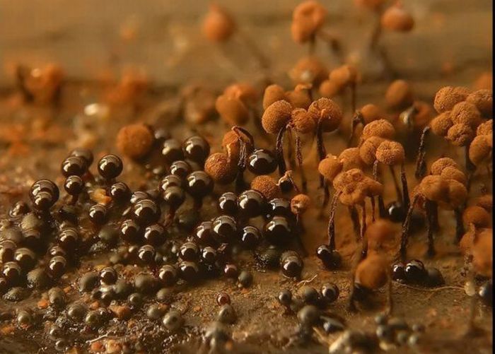 Beautiful Shrooms (63 pics)