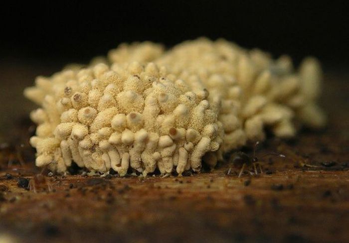 Beautiful Shrooms (63 pics)